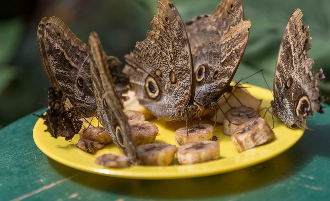 do-butterflies-like-bananas