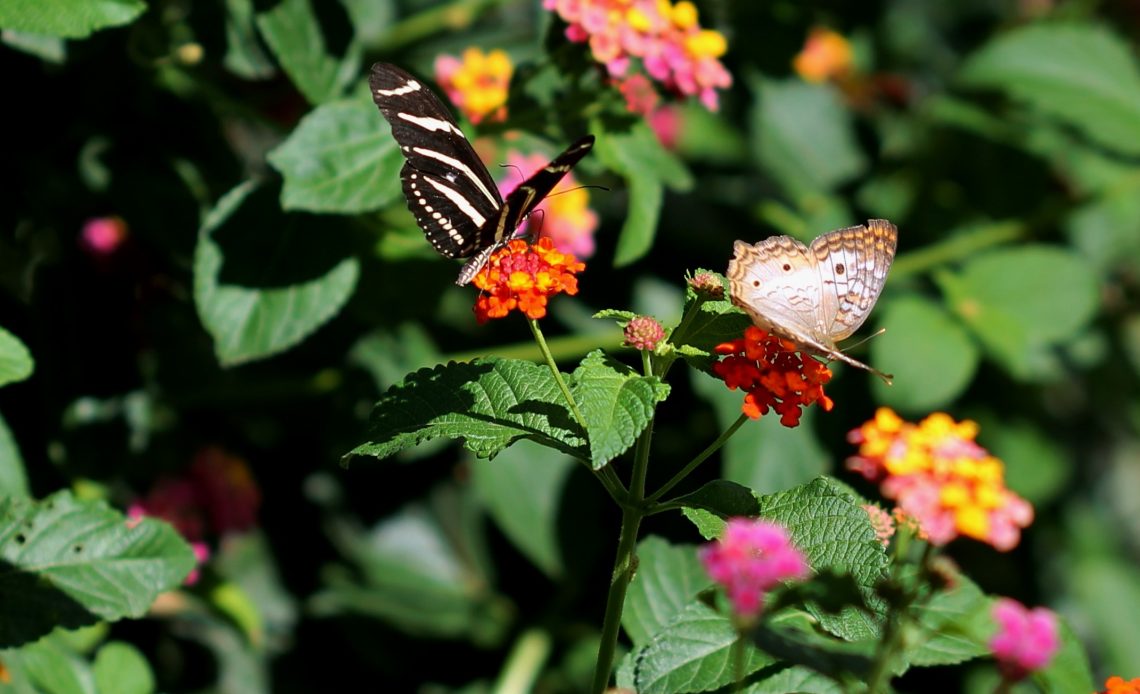 do-butterflies-like-lantana