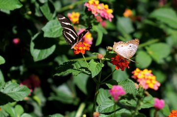 Do Butterflies Like Lantana?