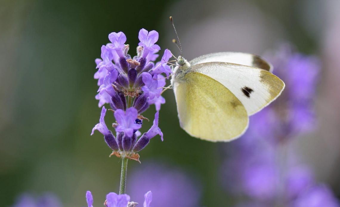 Do Butterflies Like Lavender 