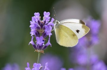 Do Butterflies Like Lavender?
