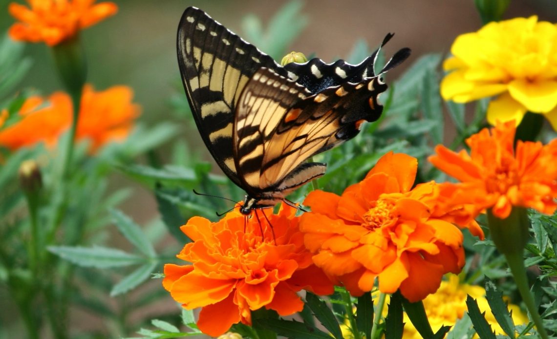 do-butterflies-like-marigolds