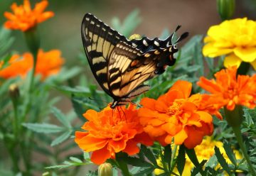Do Butterflies Like Marigolds?