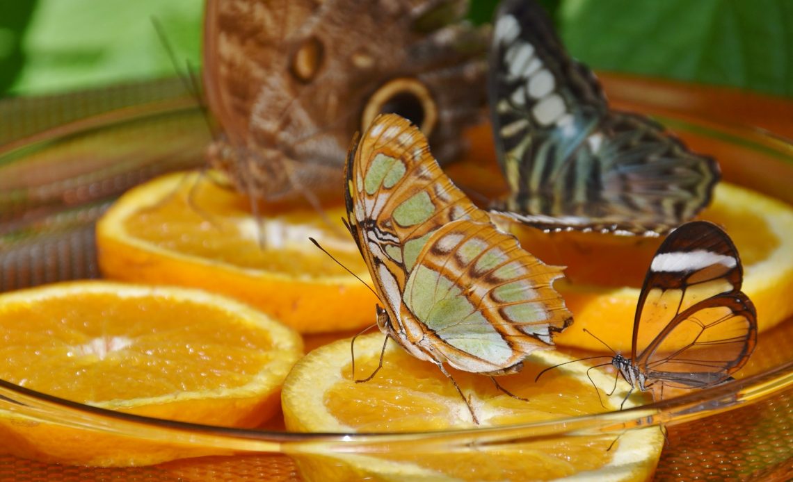 do-butterflies-like-oranges