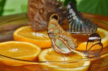 Do Butterflies Like Oranges?