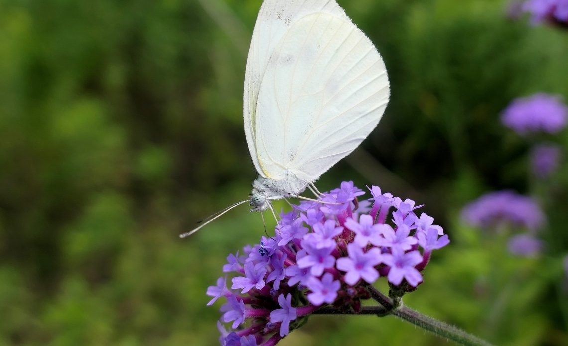 do-butterflies-like-verbena