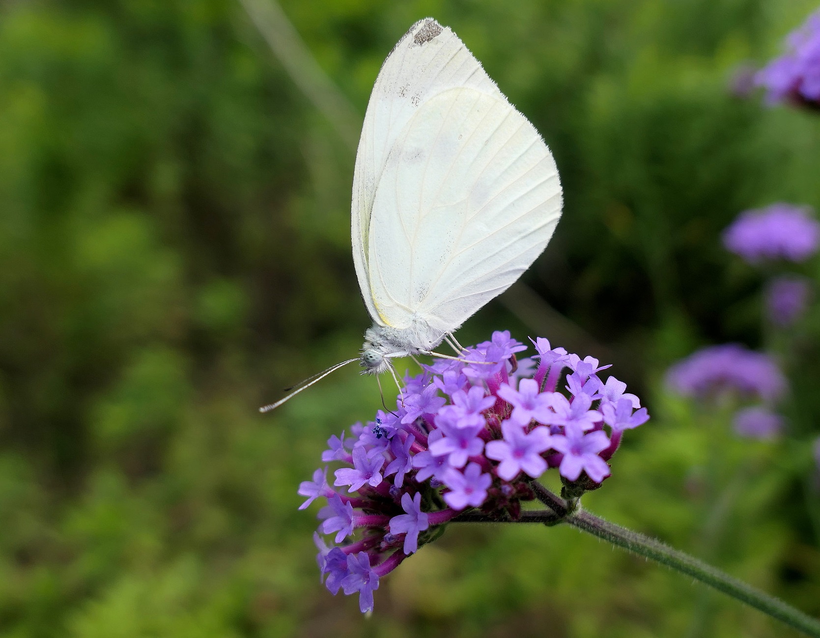 Do Butterflies Like Verbena 