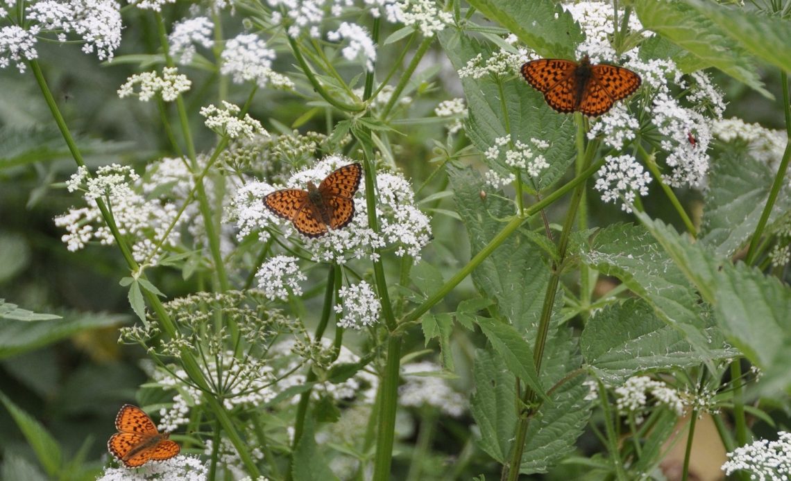 do-butterflies-like-yarrow