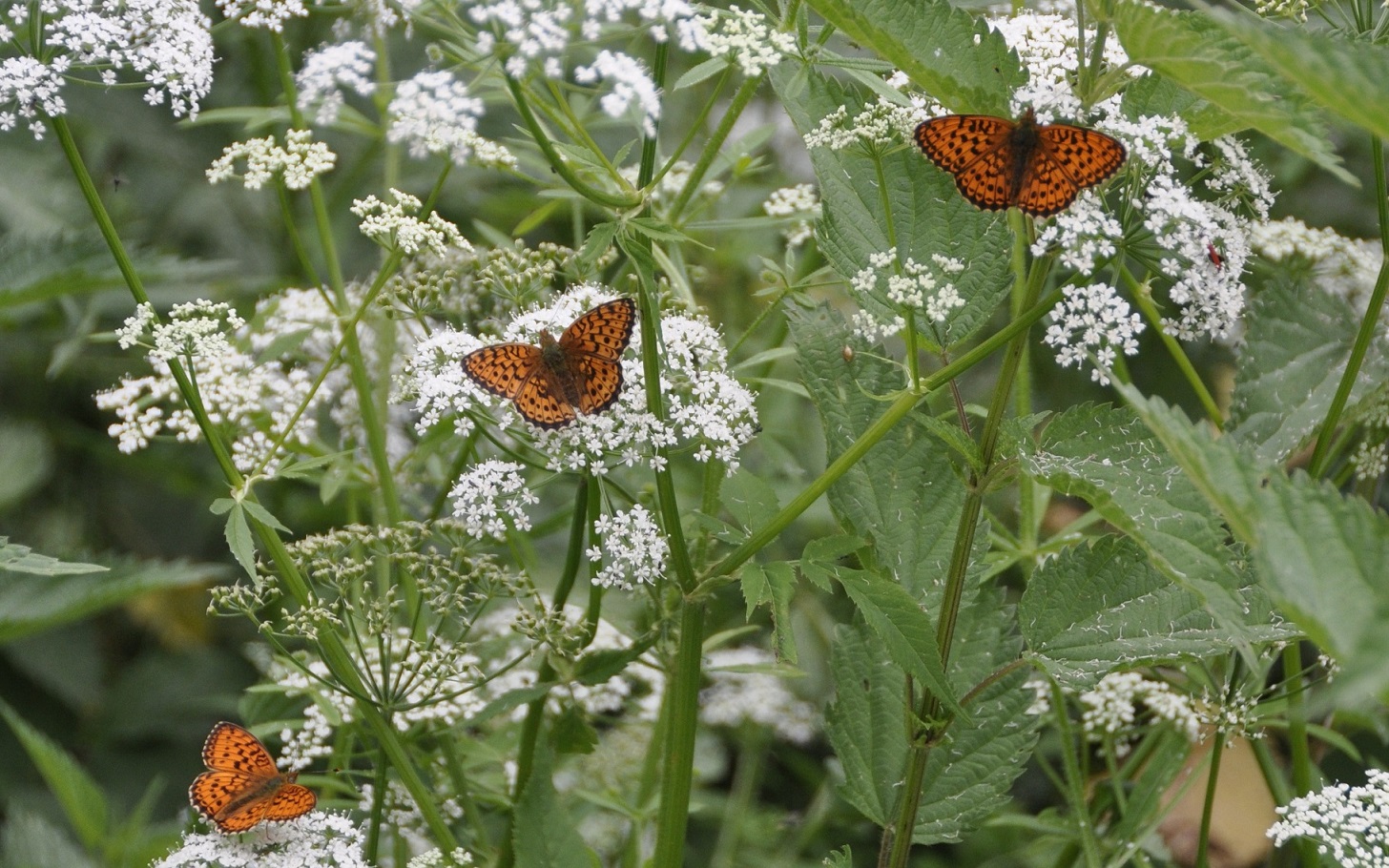 Do Butterflies Like Yarrow?