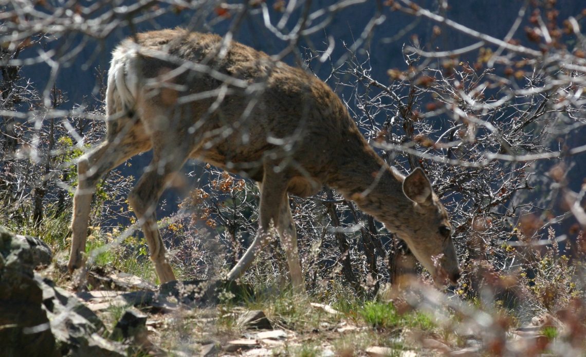 do-deer-eat-alfalfa