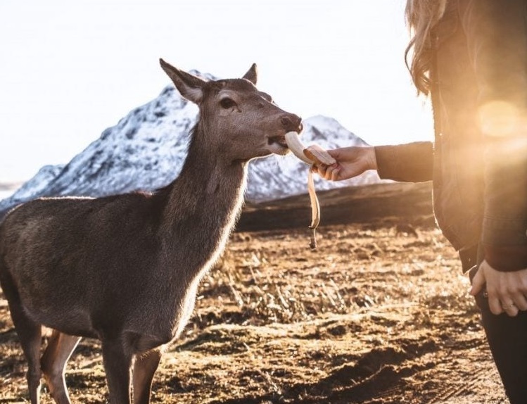 Do Deer Eat Bananas?