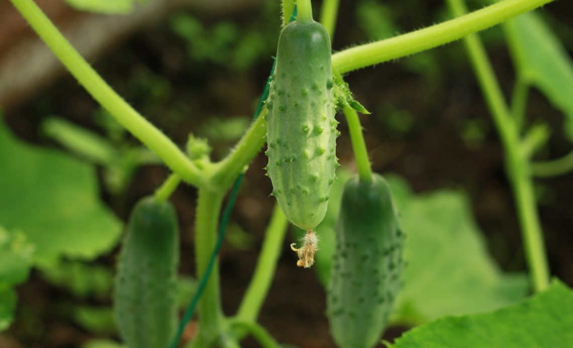 do-deer-eat-cucumbers