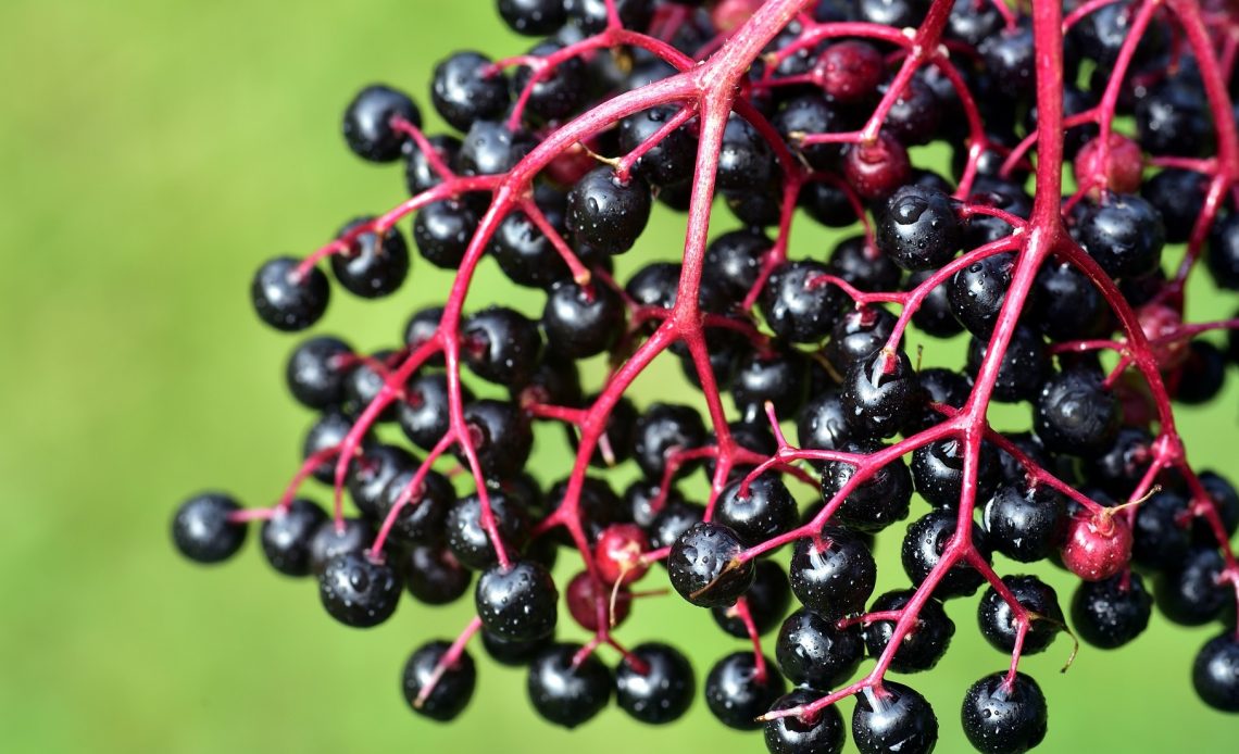 do-deer-eat-elderberry