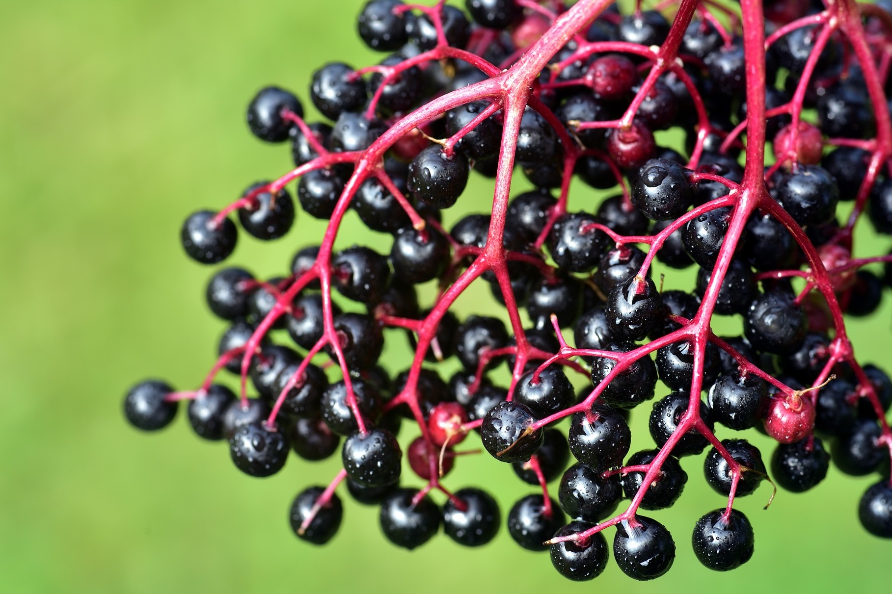 Do Deer Eat Elderberry?