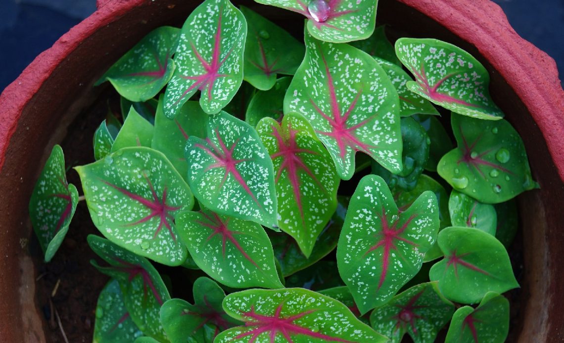 do-deer-eat-elephant-ear-plants