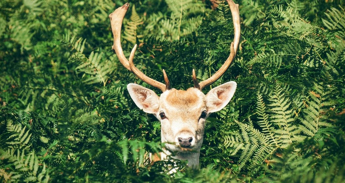 Do Deer Eat Ferns? (It's a bit complicated)