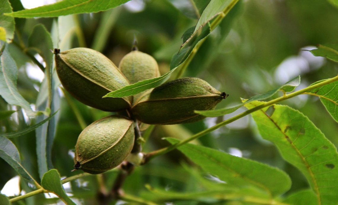 do-deer-eat-pecans