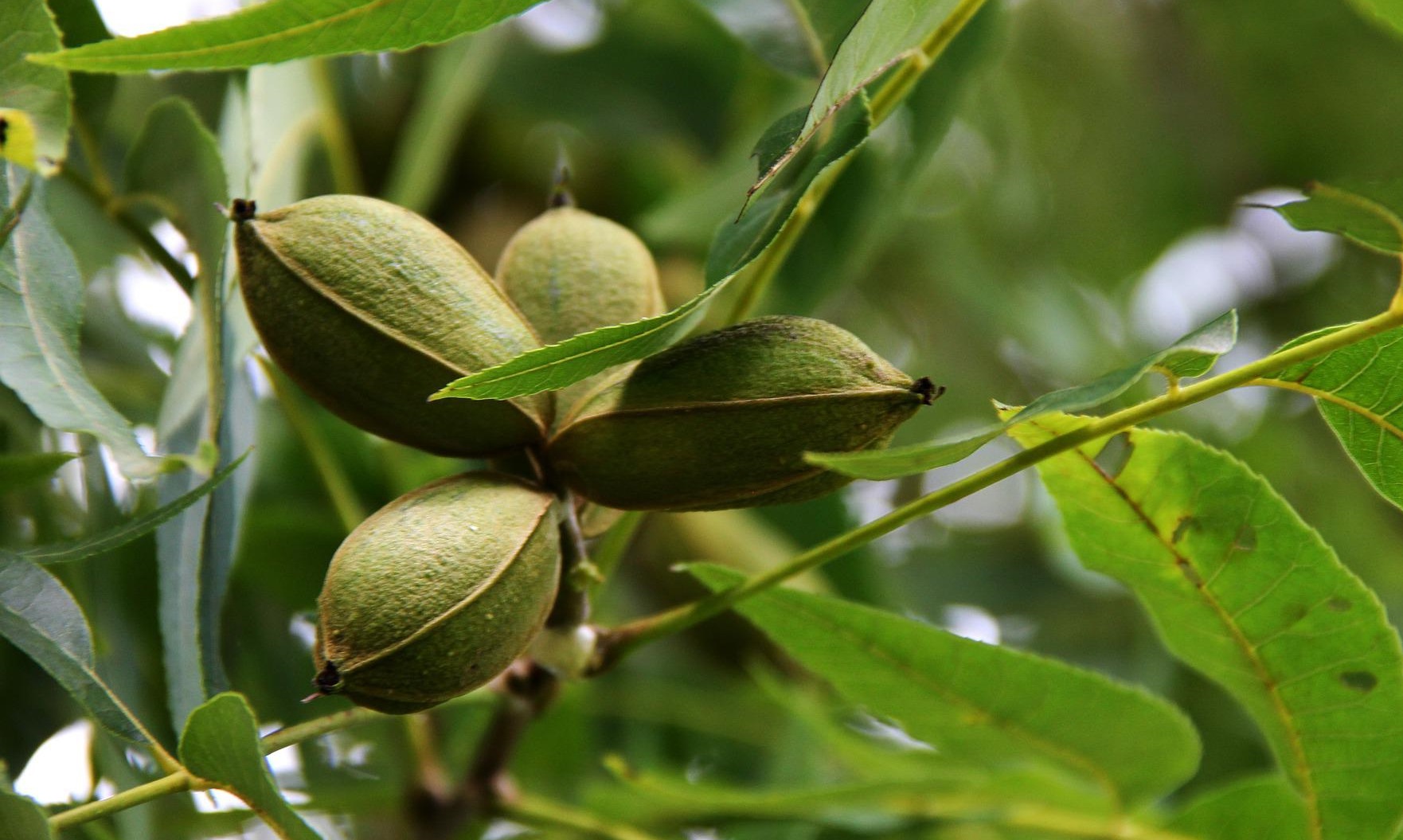 Do Deer Eat Pecans?