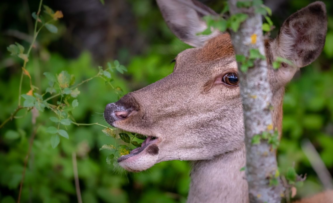 do-deer-eat-raspberries