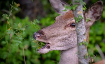 Do Deer Eat Raspberries?