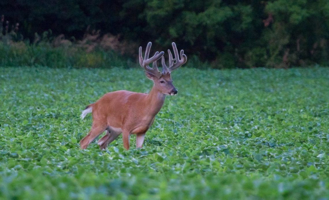 do-deer-eat-soybeans