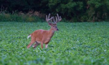 Do Deer Eat Soybeans?