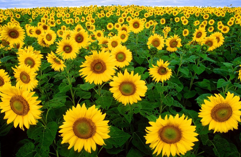 Do Deer Eat Sunflower Seeds? (And Other Nuts You Should Feed Them)