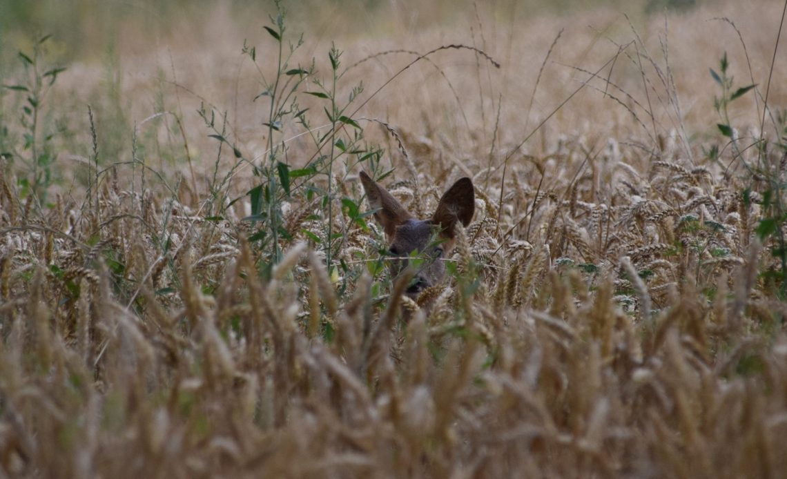 do-deer-eat-wheat