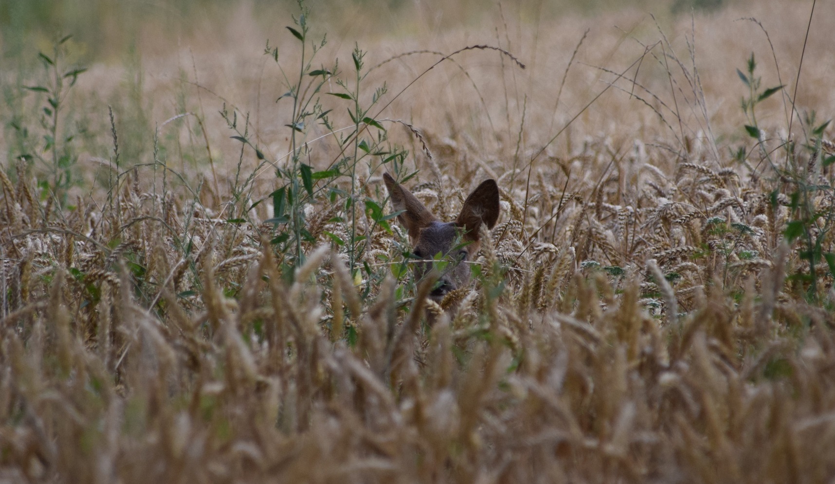 do-deer-eat-wheat