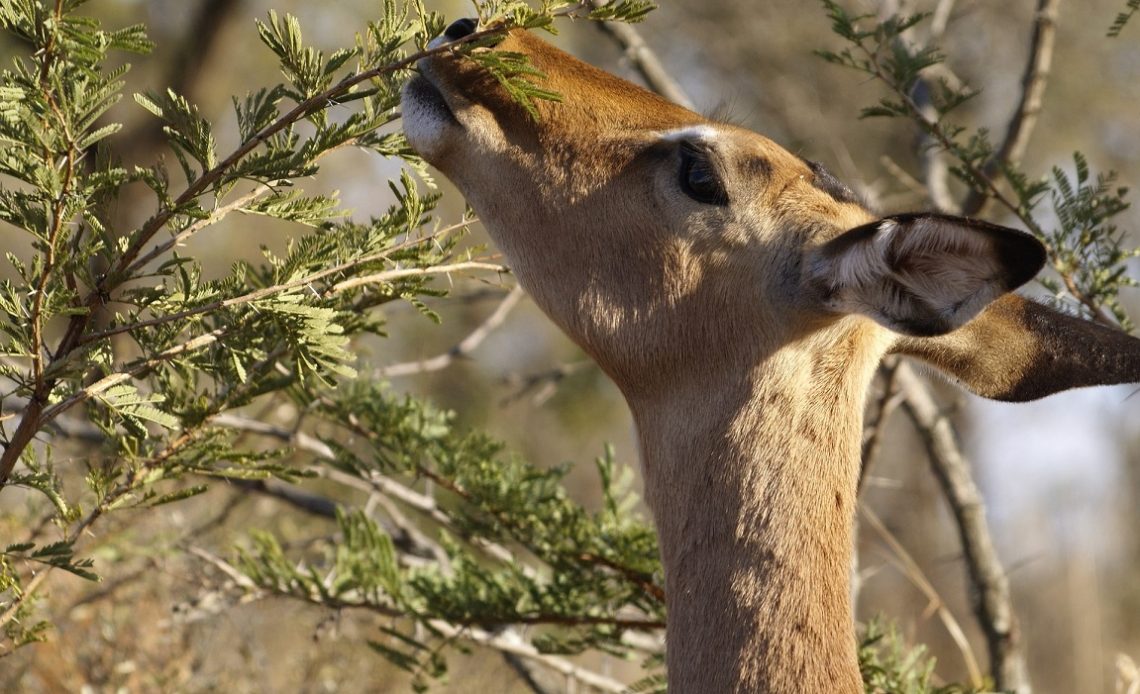 do-deer-eat-willow-trees