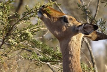 Do Deer Eat Willow Trees?