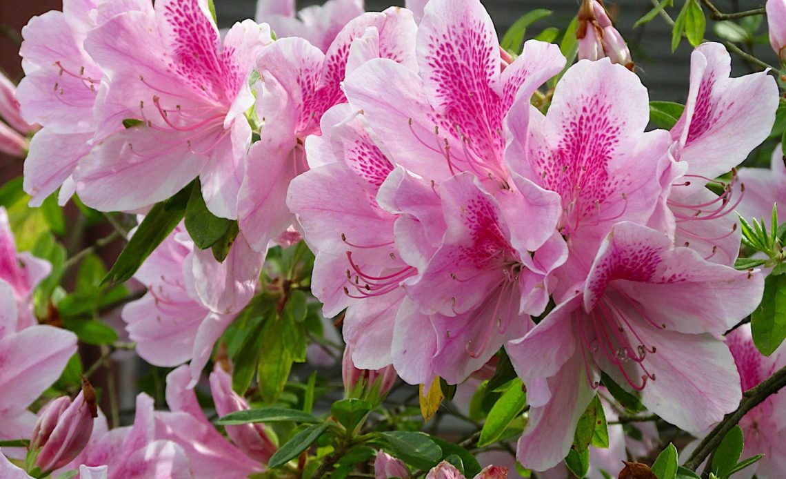 do-hummingbirds-like-azaleas