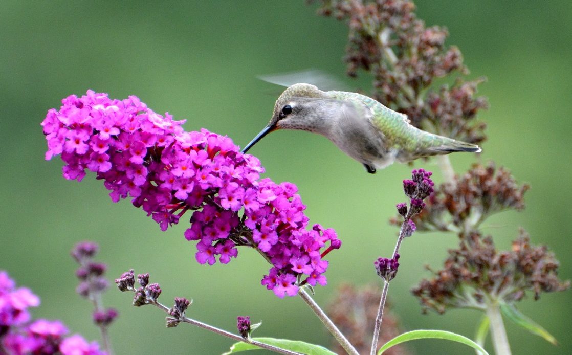 do-hummingbirds-like-butterfly-bushes