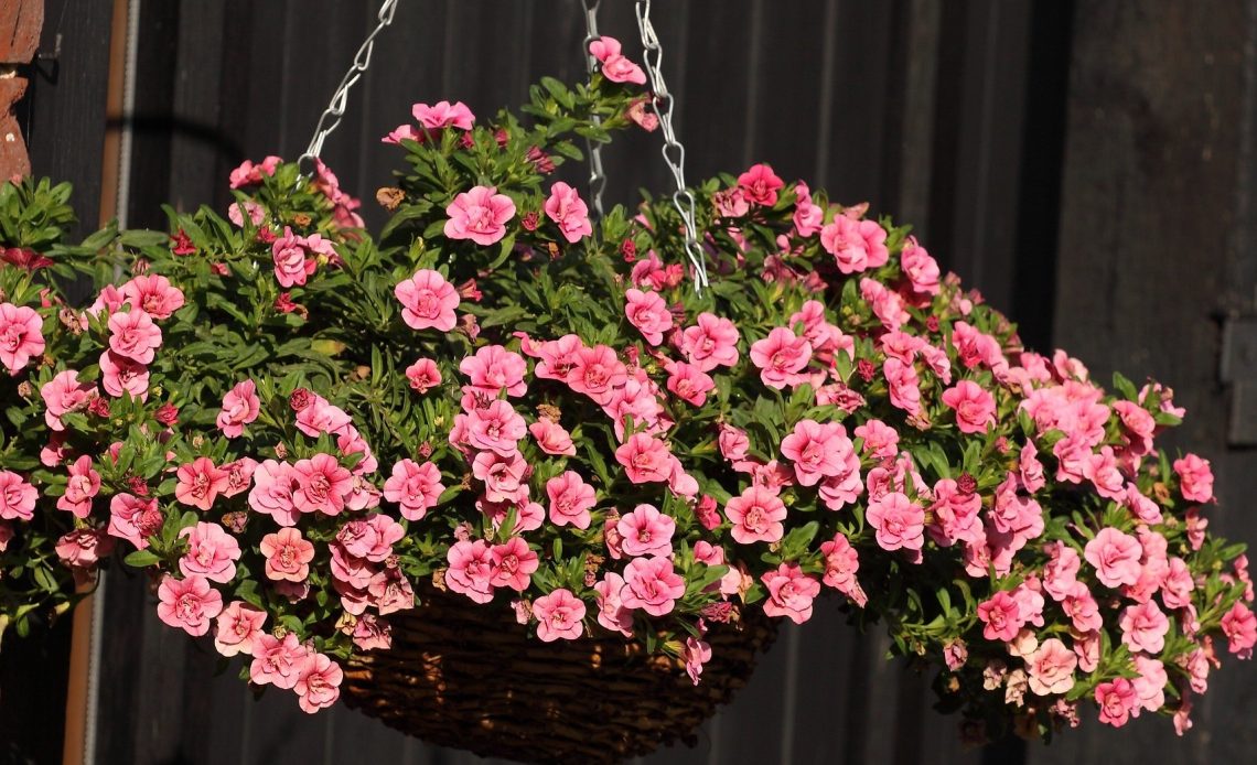 do-hummingbirds-like-calibrachoa