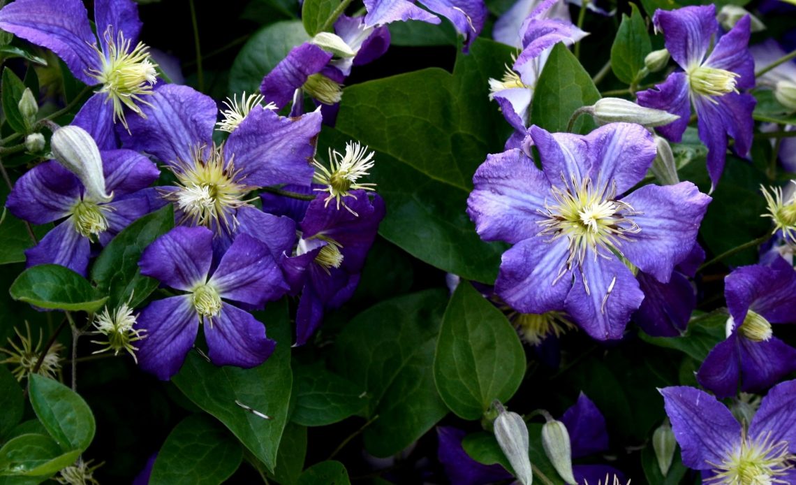 do-hummingbirds-like-clematis