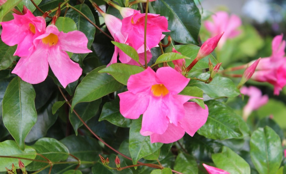 do-hummingbirds-like-dipladenia