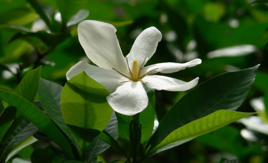 do-hummingbirds-like-gardenias