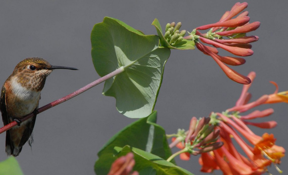 do-hummingbirds-like-honeysuckle