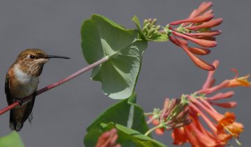 Do Hummingbirds Like Honeysuckle?