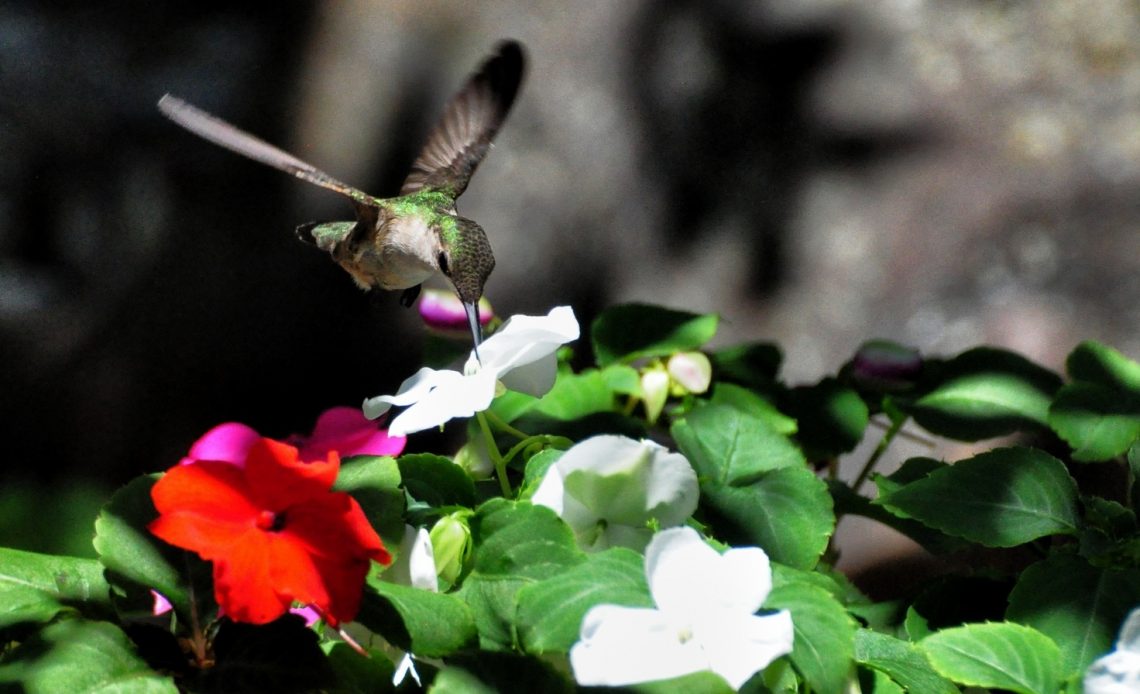 do-hummingbirds-like-impatiens