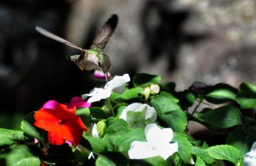 Do Hummingbirds Like Impatiens?