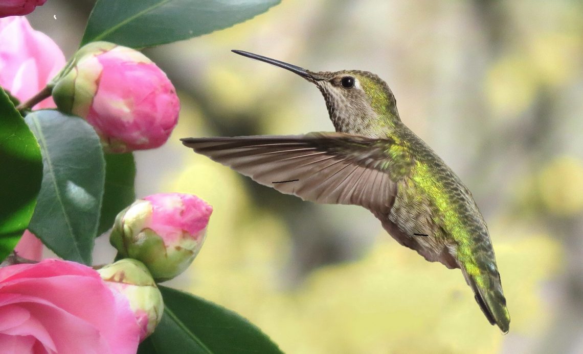 do-hummingbirds-like-roses