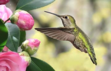Do Hummingbirds Like Roses?