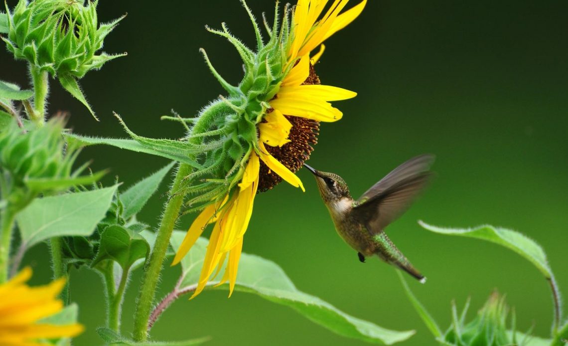 do-hummingbirds-like-sunflowers