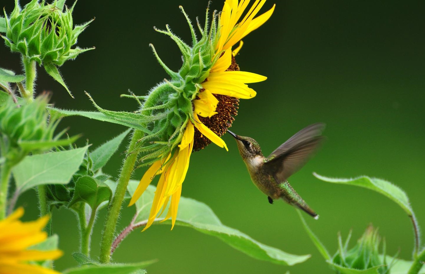 Do Hummingbirds Like Sunflowers