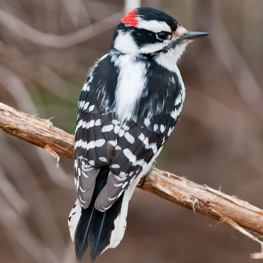 downy-woodpecker