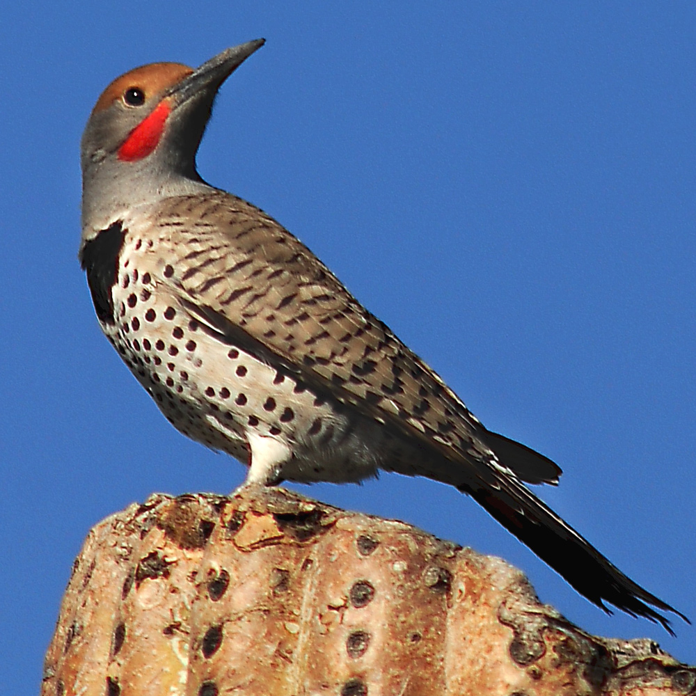 gilded-flicker