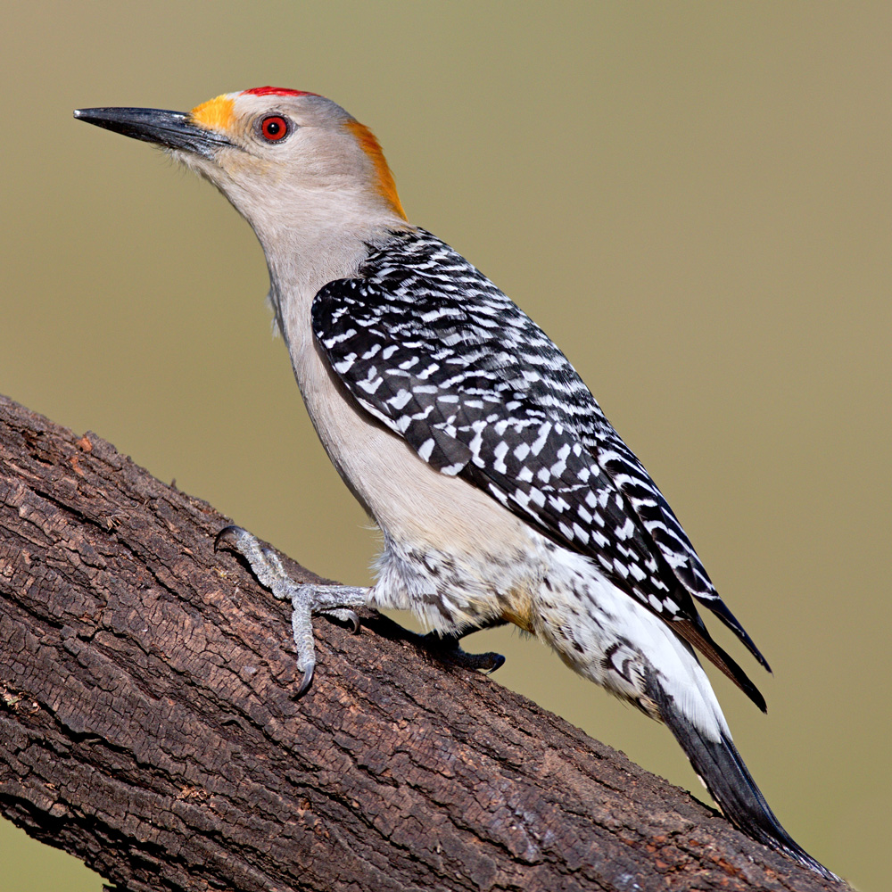 golden-fronted-woodpecker