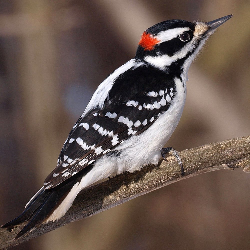 All 7 Woodpeckers in Maine [With Pictures & Maps]