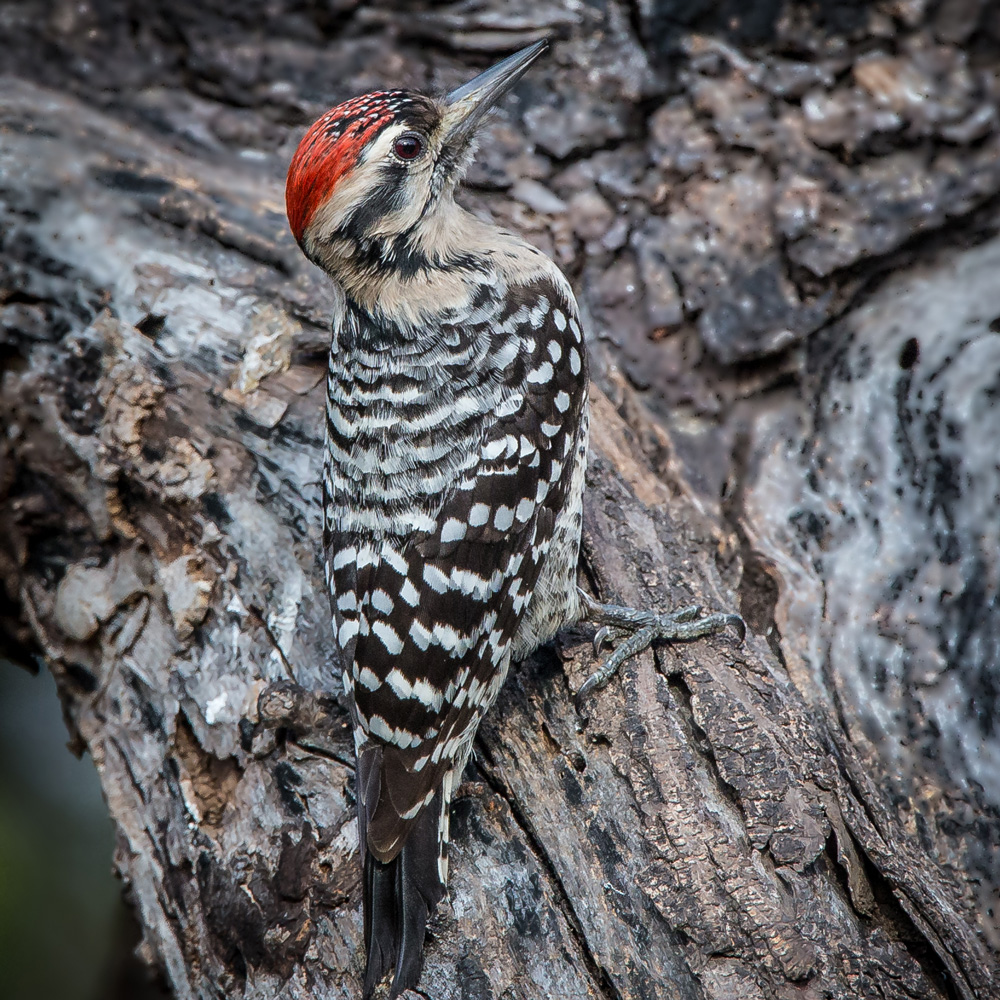 ladder-backed-woodpecker